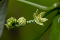 Sechium edule (chayote, chayotte, séchion, christophine, chouchou) - fleurs mâles