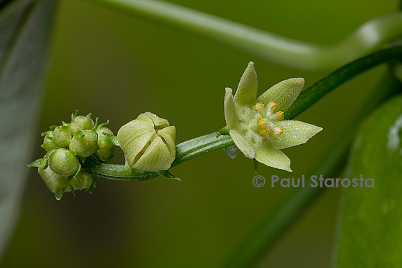 Sechium edule (chayote, chayotte, séchion, christophine, chouchou) - fleurs mâles