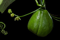 Sechium edule (chayote, chayotte, séchion, christophine, chouchou) - fruit et fleurs mâles