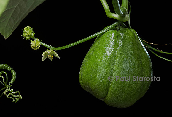 Sechium edule (chayote, chayotte, séchion, christophine, chouchou) - fruit et fleurs mâles