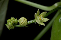 Sechium edule (chayote, chayotte, séchion, christophine, chouchou) - fleurs mâles