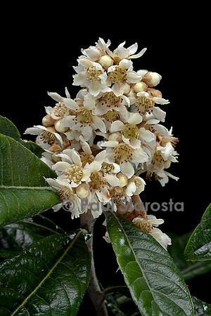 Eriobotrya japonica (Néflier du Japon, bidacier, bidassier) - inflorescence