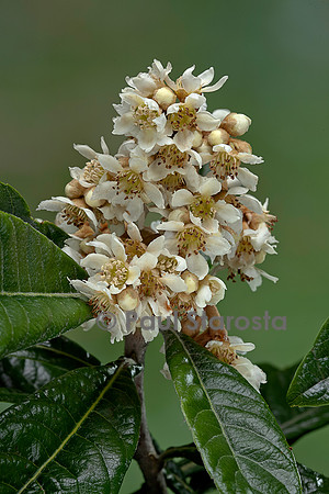 Eriobotrya japonica (Néflier du Japon, bidacier, bidassier) - inflorescence
