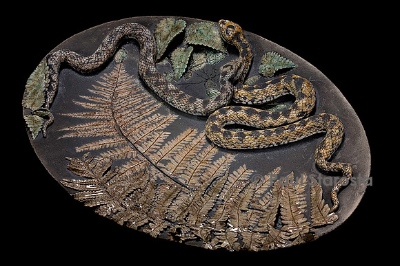 Serpents et fougères - Catherine Chaillou
