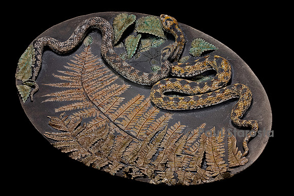 Serpents et fougères - Catherine Chaillou