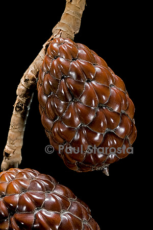 Raphia farinifera (palmier à raphia)- fruit