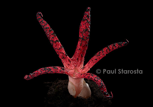 Clathrus archeri (anthurus d'Archer, anthurus étoilé, doigts du diabl 9