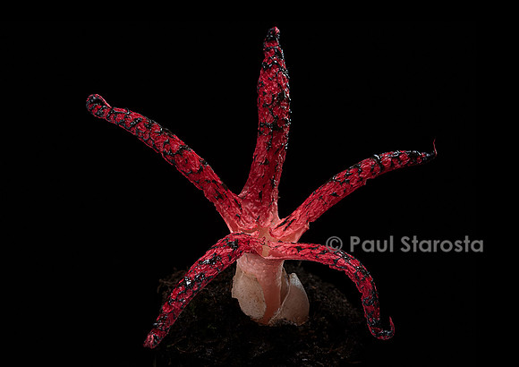 Clathrus archeri (anthurus d'Archer, anthurus étoilé, doigts du diable) 11