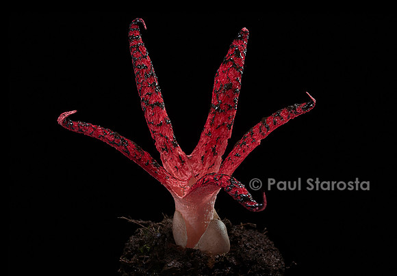 Clathrus archeri (anthurus d'Archer, anthurus étoilé, doigts du diable) 8
