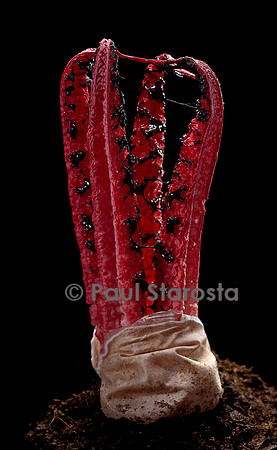 Clathrus archeri (anthurus d'Archer, anthurus étoilé, doigts du diable)