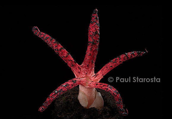 Clathrus archeri (anthurus d'Archer, anthurus étoilé, doigts du diabl 10