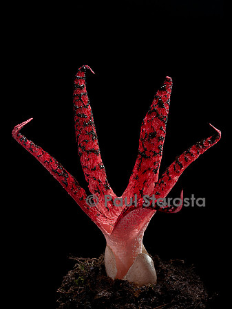 Clathrus archeri (anthurus d'Archer, anthurus étoilé, doigts du diable) 7