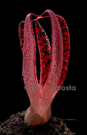 Clathrus archeri (anthurus d'Archer, anthurus étoilé, doigts du diable) 5