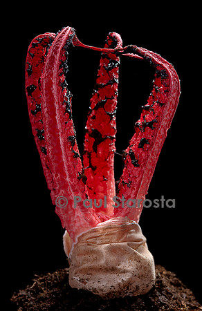 Clathrus archeri (anthurus d'Archer, anthurus étoilé, doigts du diable)
