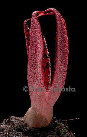 Clathrus archeri (anthurus d'Archer, anthurus étoilé, doigts du diable) 3