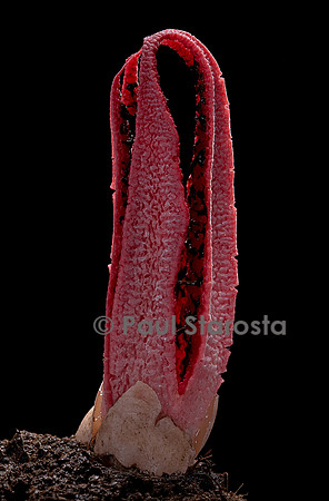 Clathrus archeri (anthurus d'Archer, anthurus étoilé, doigts du diable)  1