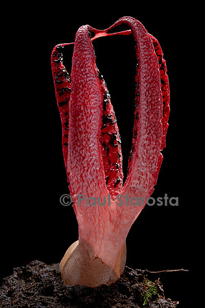 Clathrus archeri (anthurus d'Archer, anthurus étoilé, doigts du diable) 4