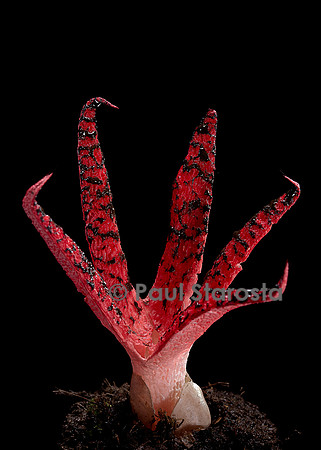 Clathrus archeri (anthurus d'Archer, anthurus étoilé, doigts du diable) 6