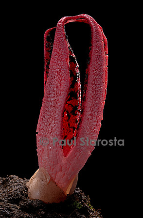 Clathrus archeri (anthurus d'Archer, anthurus étoilé, doigts du diable)  2