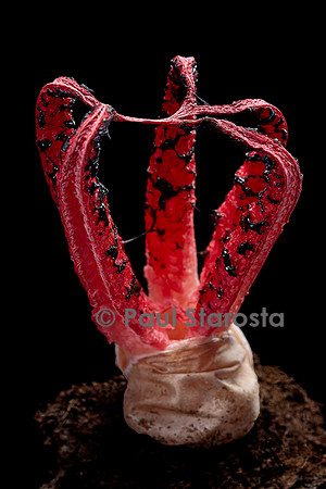 Clathrus archeri (anthurus d'Archer, anthurus étoilé, doigts du diable)