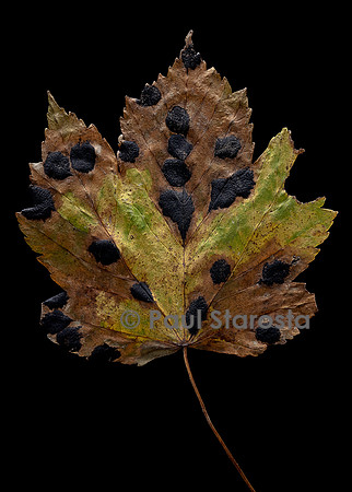 Rhytisma acerinum (maladie des croûtes noires, maladie de la tache goudronneuse de l'érable, maladie des taches noires de l'érable) - sur une feuille d'érable
