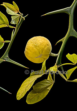 Poncirus trifoliata (poncire de Chine) - fruit