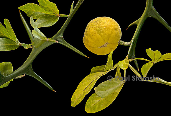 Poncirus trifoliata (poncire de Chine) - fruit