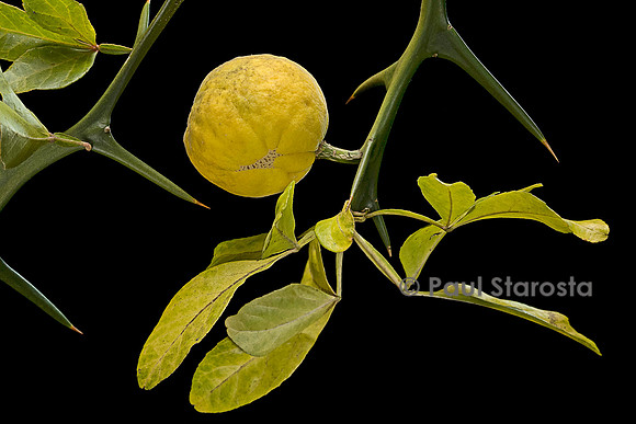 Poncirus trifoliata (poncire de Chine) - fruit