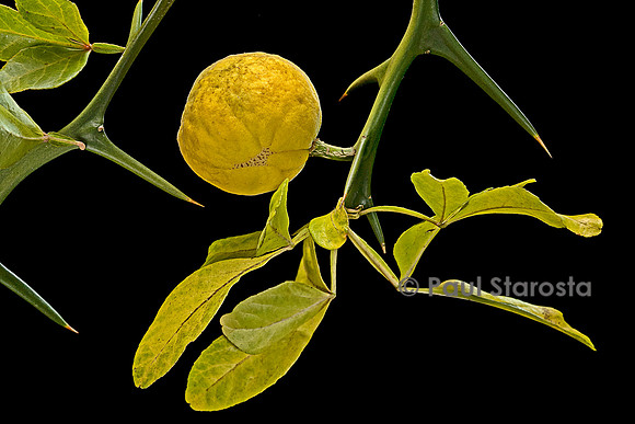 Poncirus trifoliata (poncire de Chine) - fruit