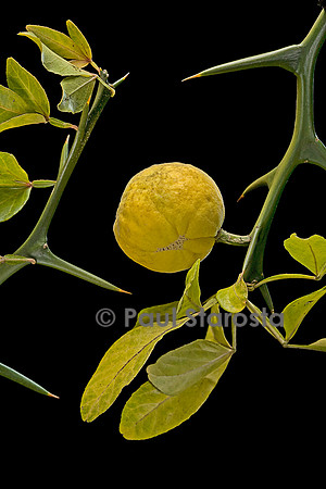 Poncirus trifoliata (poncire de Chine) - fruit