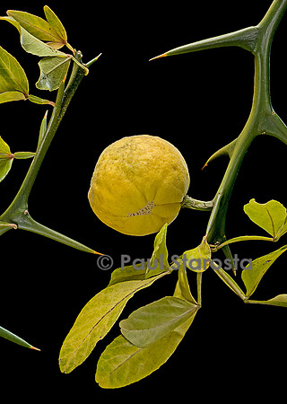 Poncirus trifoliata (poncire de Chine) - fruit