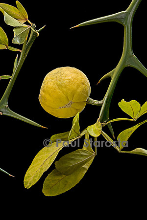 Poncirus trifoliata (poncire de Chine) - fruit