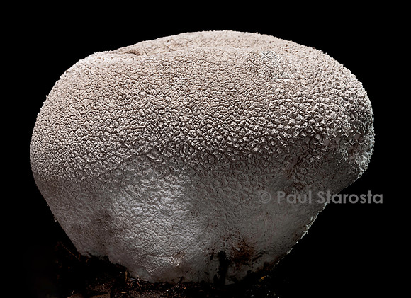 Calvatia utriformis (vesse-de-loup ciselée)