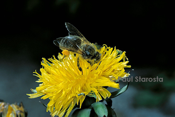 Apis mellifera (abeille) - butinant une fleur de pissenlit