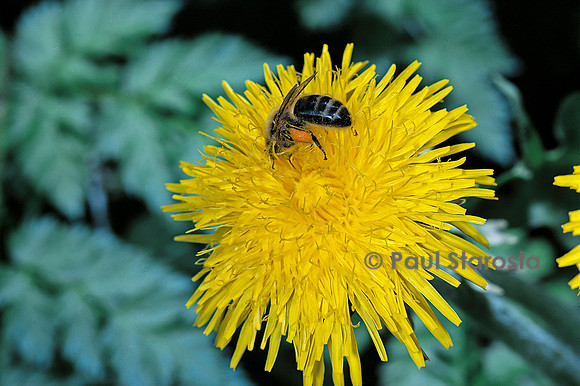 Apis mellifera (abeille) - butinant une fleur de pissenlit