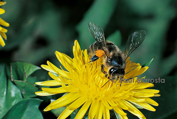 Apis mellifera (abeille) - butinant une fleur de pissenlit