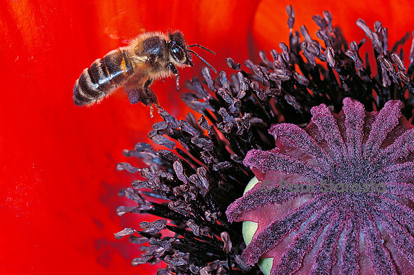 Apis mellifera (abeille) - butinant une fleur de pavot