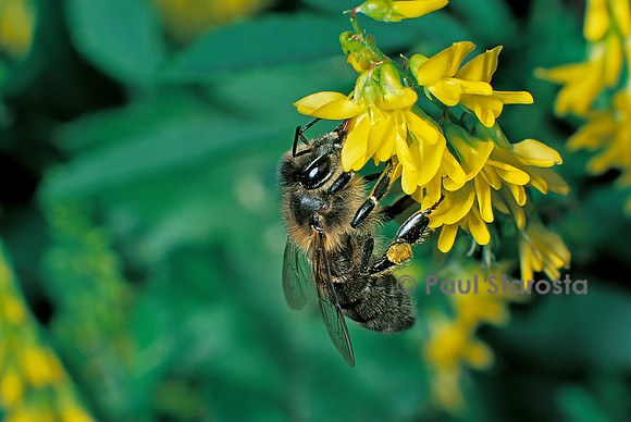 Apis mellifera (abeille) - butinant une fleur de mélilot