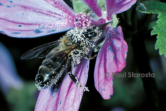 Apis mellifera (abeille) - butinant une fleur de mauve