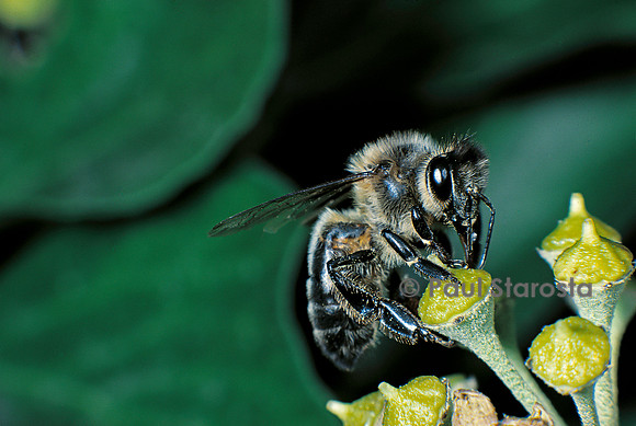 Apis mellifera (abeille) - butinant une fleur de lierre