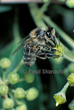 Apis mellifera (abeille) - butinant une fleur de lierre