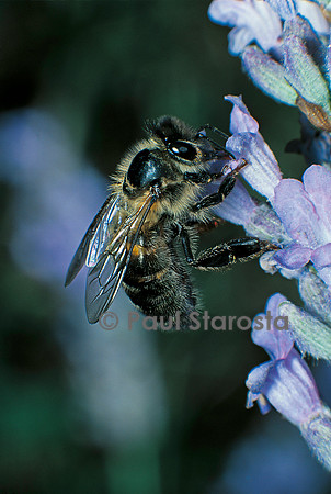 Apis mellifera (abeille) - butinant une fleur de lavande