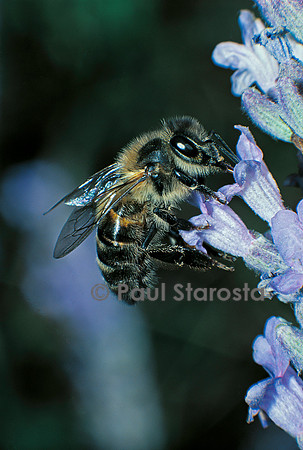 Apis mellifera (abeille) - butinant une fleur de lavande