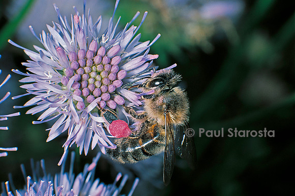 Apis mellifera (abeille) - butinant une fleur de jasione