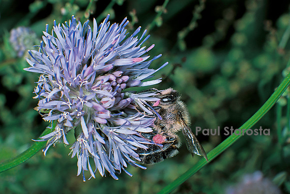 Apis mellifera (abeille) - butinant une fleur de jasione