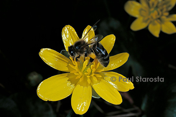 Apis mellifera (abeille) - butinant une fleur de ficaire