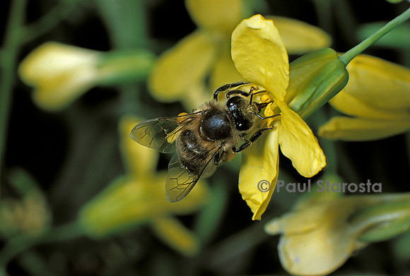 Apis mellifera (abeille) - butinant une fleur de chou