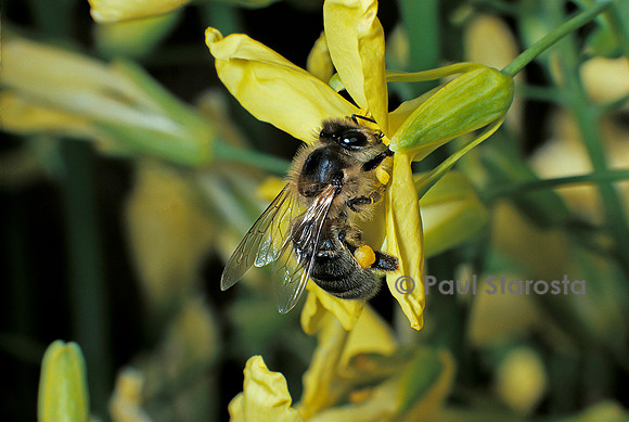 Apis mellifera (abeille) - butinant une fleur de chou