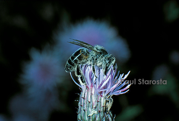 Apis mellifera (abeille) - butinant une fleur de chardon