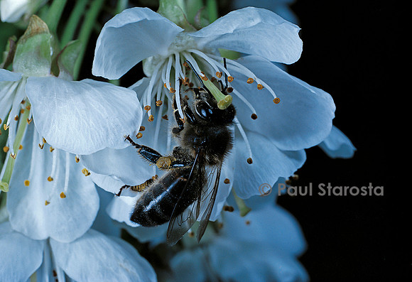 Apis mellifera (abeille) - butinant une fleur de cerisier